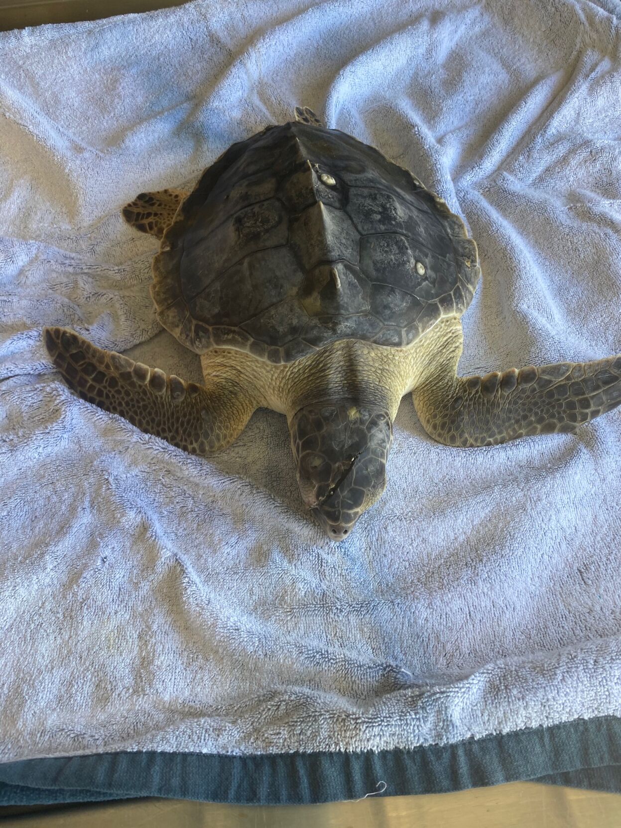 Juvenile Kemp's Ridley sea turtle MERR